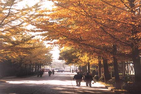 北京林业大学是全国林学最好的大学吗?王牌专业有哪些?