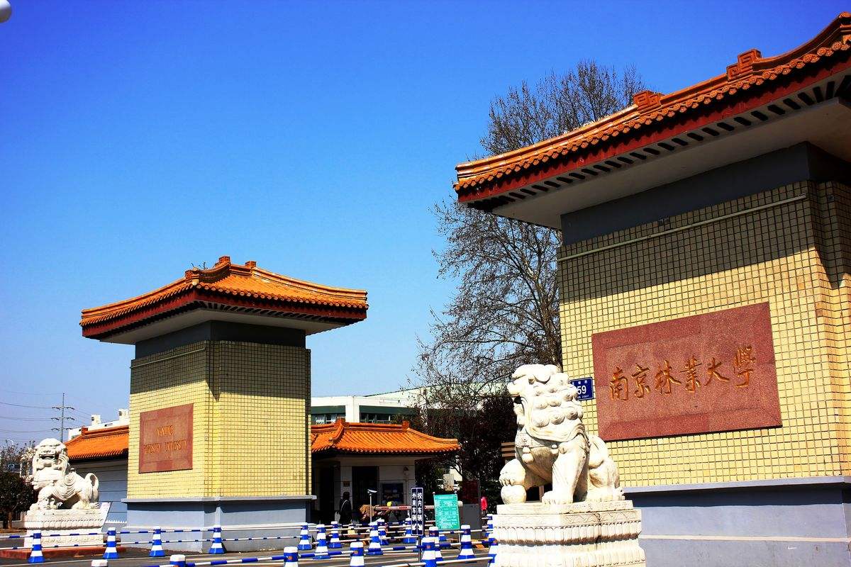 南京林业大学是211吗排名多少?南京林业大学考研好考吗?