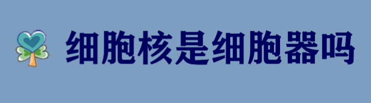 细胞核是细胞器吗为什么?两者之间有什么关系