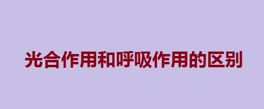 光合作用和呼吸作用的联系与区别,光合作用和呼吸作用反应式