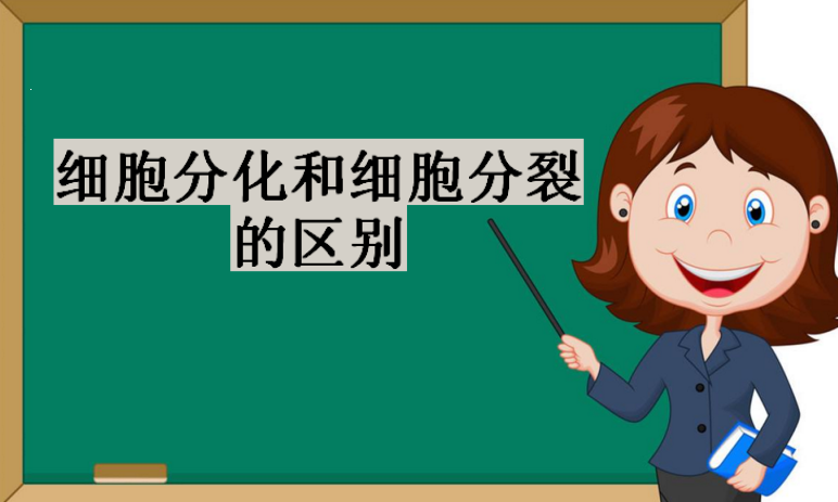 细胞分化和细胞分裂的区别?为什么高度分化的细胞不能分裂?