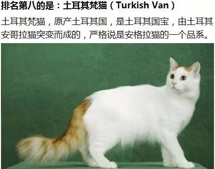 【最大的猫】世界上最大的9种猫,最后一种,简直了.